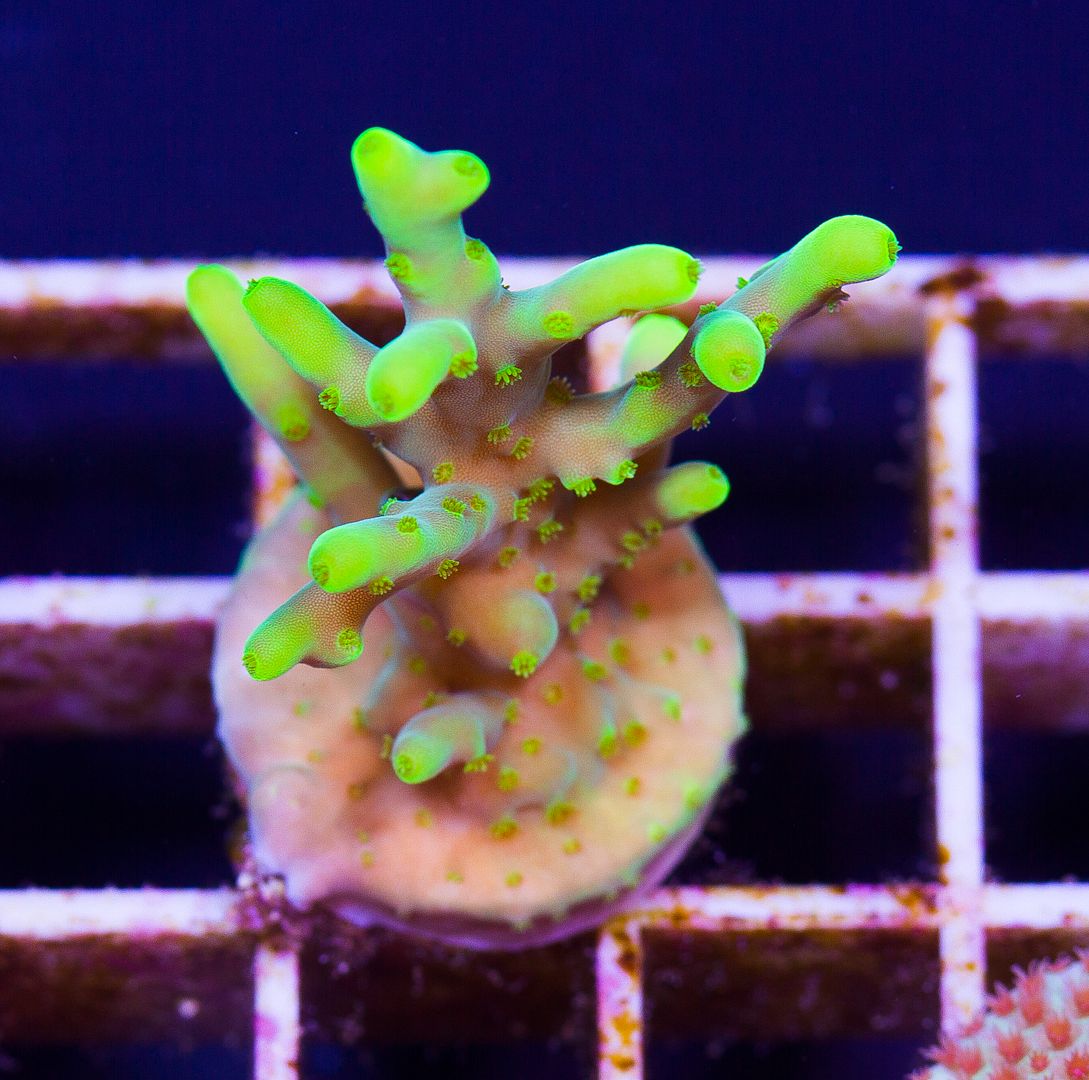 newcoral1355 - 85+ New WYSIWYG Acros at Cherry Corals!